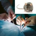 Szczurom przeszczepiono nerki. Były przechowywane przez 100 dni