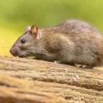 Szczury atakują nietoperze w locie. Niezwykłe polowanie uchwycone na kamerze