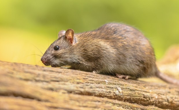 Szczury atakują nietoperze w locie. Niezwykłe polowanie uchwycone na kamerze