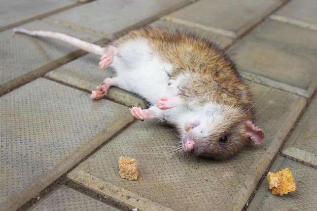 Szczury były szkodnikami, które przenosiły dżumę /123RF/PICSEL