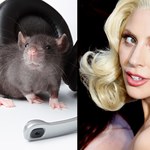Szczury kochają tańczyć do piosenki Lady Gagi