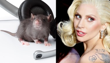 Szczury kochają tańczyć do piosenki Lady Gagi
