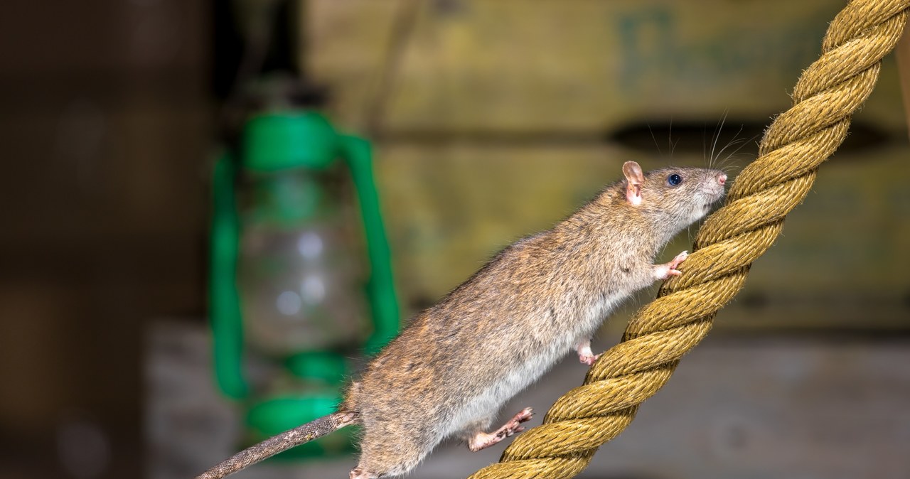 Szczury mogą przenosić wirusowe zapalenie wątroby typu E /123RF/PICSEL