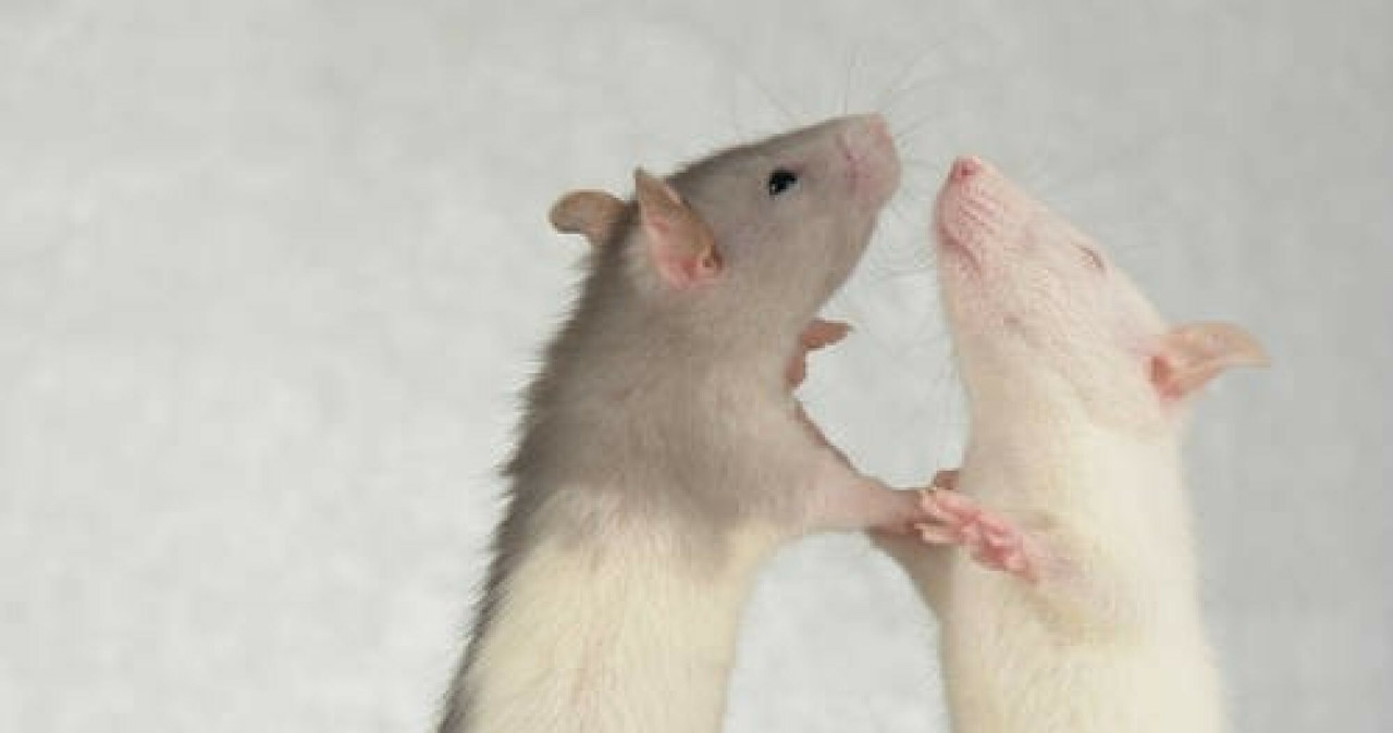 Szczury narażone na "niebieskie światło" smartfonów miały zaburzenia w poziomie hormonów /East News