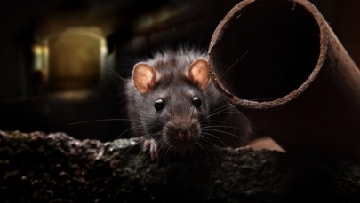 Szczury Rosjan, koty Ukraińców. Cicha inwazja na froncie