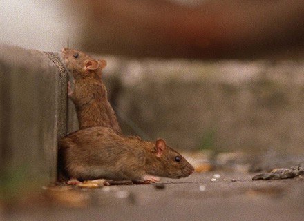 Szczury to nieodłączni towarzysze naszego życia. Czy nam się to podoba, czy nie... /Getty Images/Flash Press Media
