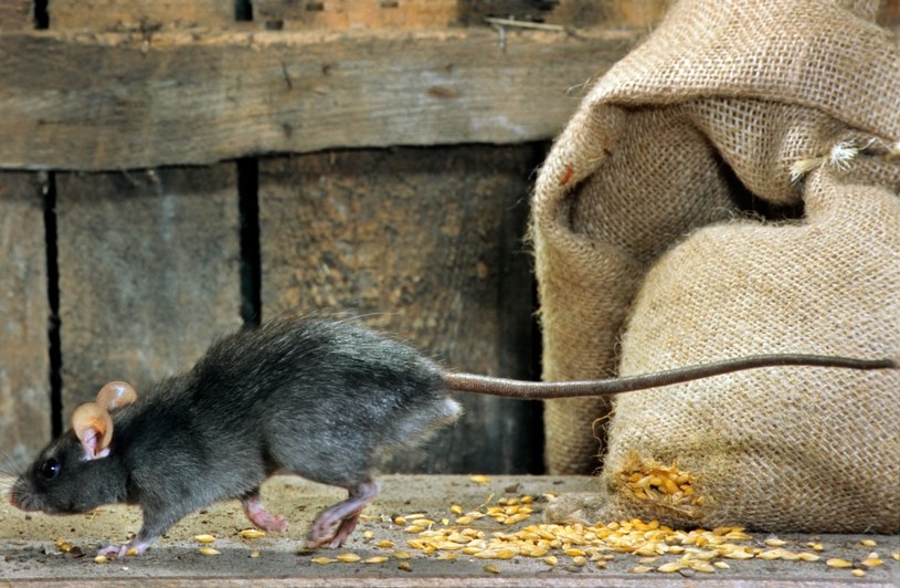 Szczury to teraz niemały problem w Pałacu Buckingham /Arterra /Getty Images