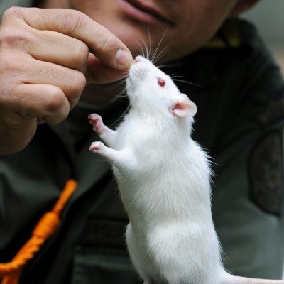 Szczury to znakomici saperzy - wyczuwają miny lądowe /AFP