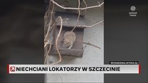 Szczury w szczecińskiej kamienicy. Lokatorzy oskarżają sąsiadkę