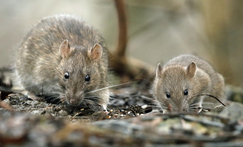 Szczury wciąż traktowane są przez wielu naukowców jako zwierzęta laboratoryjne /123RF/PICSEL
