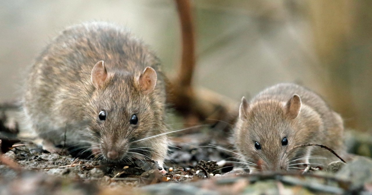 Szczury wciąż traktowane są przez wielu naukowców jako zwierzęta laboratoryjne /123RF/PICSEL