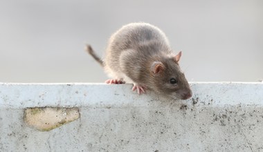 Szczury we Wrocławiu. Trutki i pułapki - wielka deratyzacja w mieście