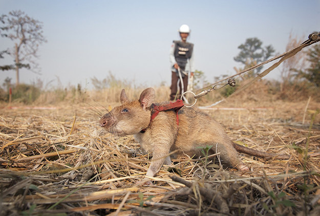 Szczury wykrywaczami min /foto: APOPO /