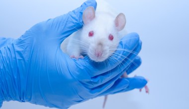 Szczury zaczęły sięgać po konopie. Kluczowy okazał się znany nam stan