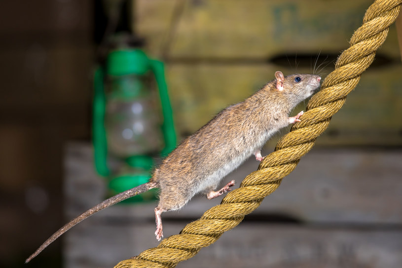 Szczury żyją w koloniach, które liczą nawet 200 osobników /123RF/PICSEL