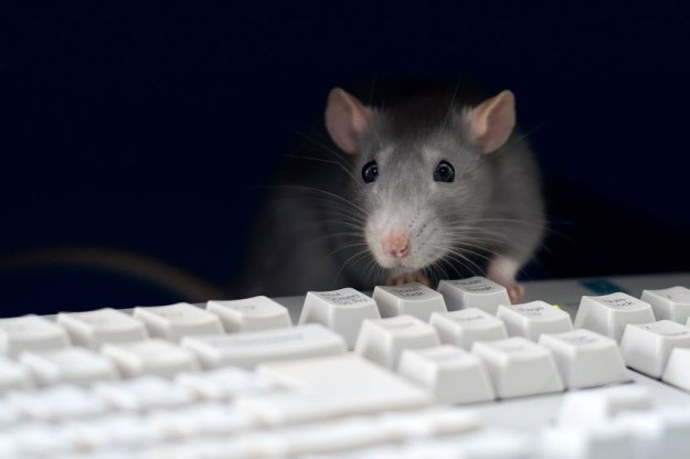 Szczurze oczy mogą poruszać się w przeciwnych kierunkach /123RF/PICSEL