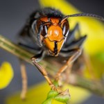 Szerszeń z Azji zaatakował Europę. Znaleźli na niego zaskakujący sposób