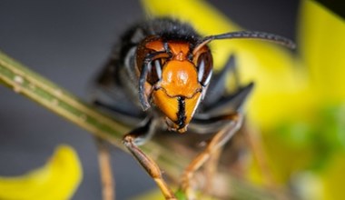 Szerszeń z Azji zaatakował Europę. Znaleźli na niego zaskakujący sposób
