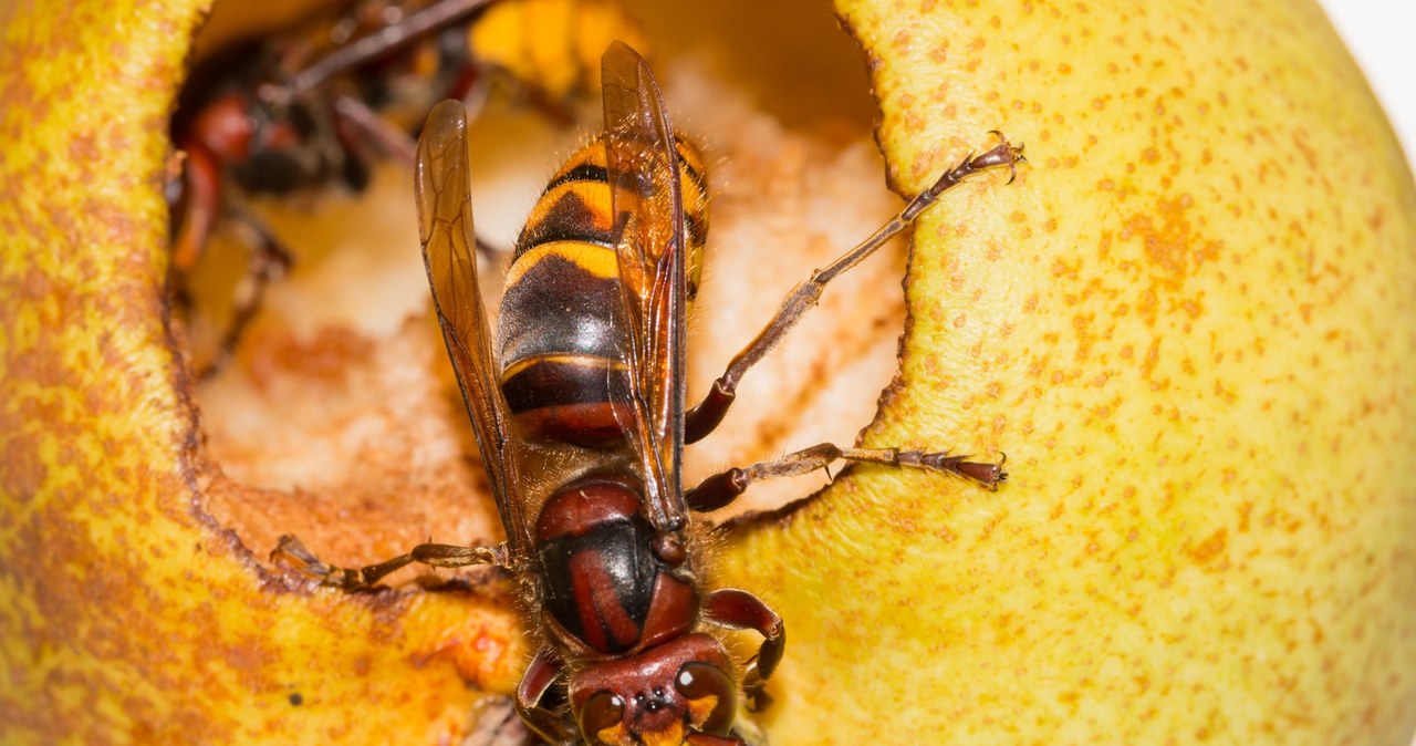 Szerszenie latem są problemem w wielu ogrodach. Szczególnie chętnie przylatują tam, gdzie uprawiane są drzewa owocowe /lucagal /123RF/PICSEL