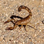 Sześć pacjentów użądlonych przez skorpiona. Szpital wydał oświadczenie