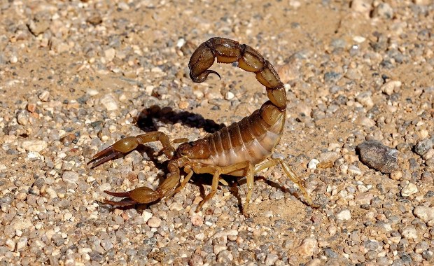Sześć pacjentów użądlonych przez skorpiona. Szpital wydał oświadczenie