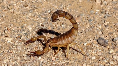 Sześć pacjentów użądlonych przez skorpiona. Szpital wydał oświadczenie