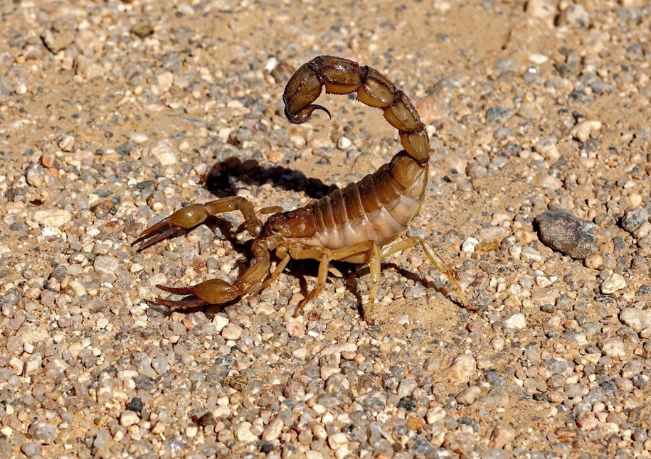 Sześć pacjentów użądlonych przez skorpiona. /Shutterstock