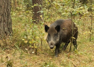 Sześć padłych dzików na Podlasiu. Wszystkie miały ASF