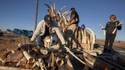 Sześć ton kości słoniowej na przemiał 