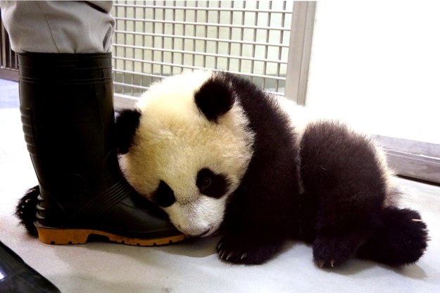 Sześciomiesięczna Yuan Zai /TAIPEI ZOO /PAP/EPA