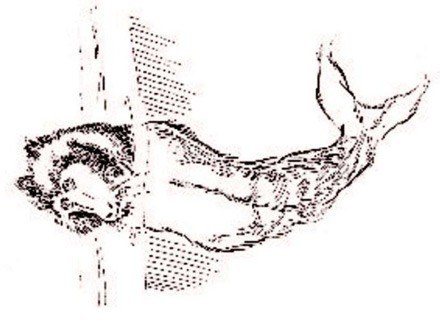 Szkic z epoki przedstawiający Morską Małpę Stellera. /MWMedia
