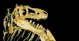 Szkielet dinozaura /Encyklopedia Internautica