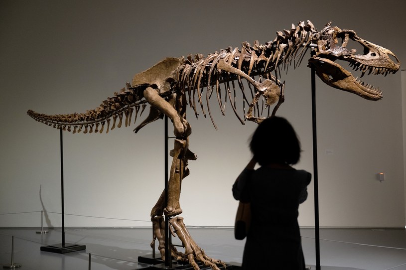 Szkielet gorgozaura w Nowym Jorku /Alexi Rosenfeld /Getty Images