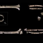 Szkielet Homo habilis sprzed 2 mln lat odsłania tajemnice ludzkiej ewolucji