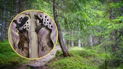 Szkielet kobiety "siedział" przy szlaku. Makabryczne odkrycie w lesie