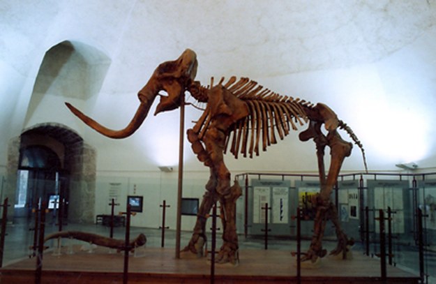 Gratka dla milionerów - aukcja pozłacanego szkieletu mamuta