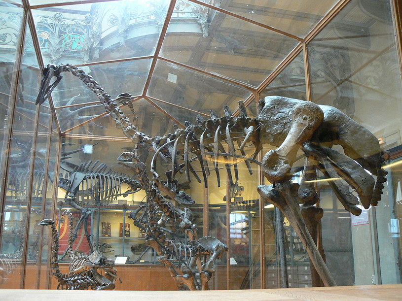 Szkielet mamutaka w Muzeum Historii Naturalnej w Paryżu /Wikipedia