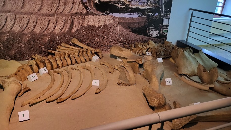 Szkielet słonia leśnego /Beniamin Piłat /RMF24