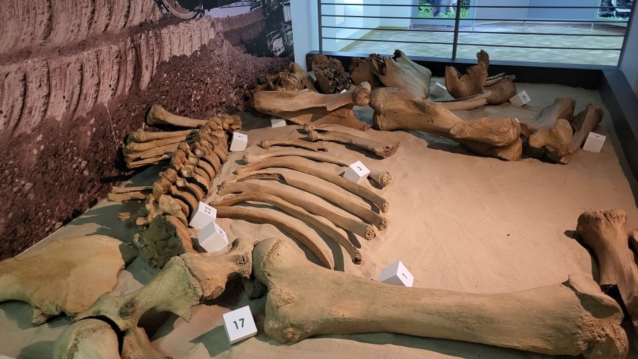 Szkielet słonia leśnego /Beniamin Piłat /RMF24