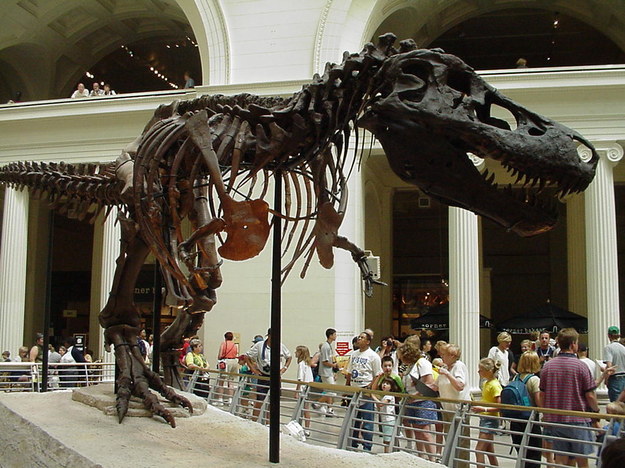 Szkielet Sue w Field Museum w Chicago /Grzegorz Jasiński /RMF FM