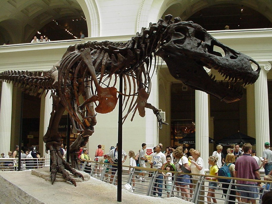 Szkielet Sue w Field Museum w Chicago /Grzegorz Jasiński /RMF FM