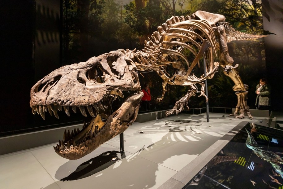 Szkielet T. rexa /Shutterstock