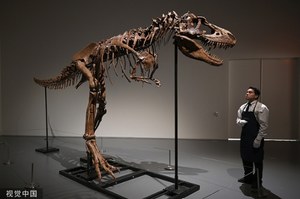 Szkielet tyranozaura trafi na aukcję. Cena? Kilka milionów dolarów