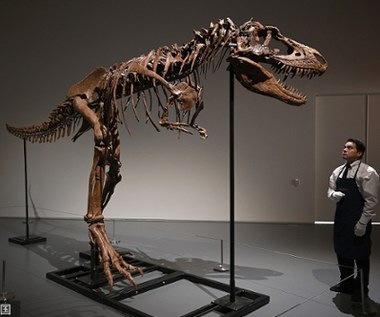 Szkielet tyranozaura trafi na aukcję. Cena? Kilka milionów dolarów