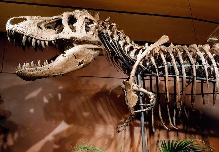 Szkielet tyranozaurusa /AFP