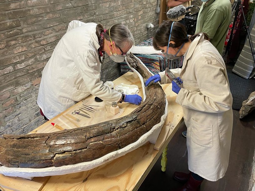 Szkielety 5 mamutów z gatunku Mammuthus trogontherii (mamut stepowy) znaleziono podczas wykopalisk w Anglii. Zwierzęta żyły ok. 200 tys. lat temu /DigVentures /materiały prasowe