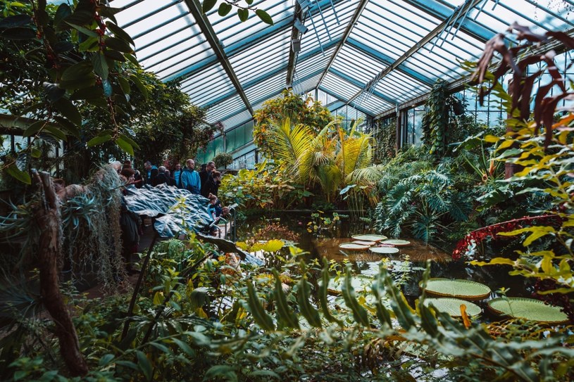 Szklarnie Kew Gardens robią ogromne wrażenie /123RF/PICSEL