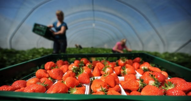 Szkocki farmer nie spisywał godzin pracy i próbował oszukiwać przy wypłacie /AFP