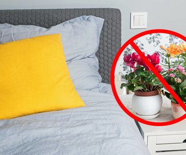 Szkodliwe kwiaty doniczkowe w sypialni. Jakich roślin unikać?