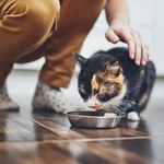 Szkodliwe mity o kotach. Nie daj się zwieść